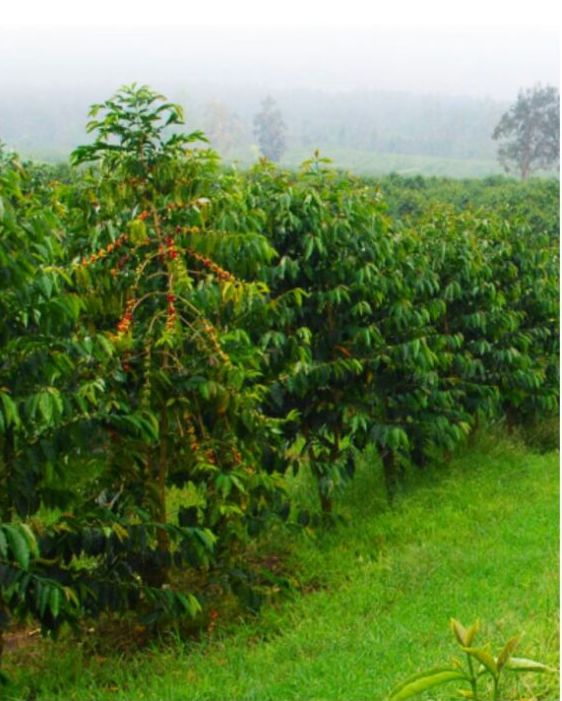 coffee plantation