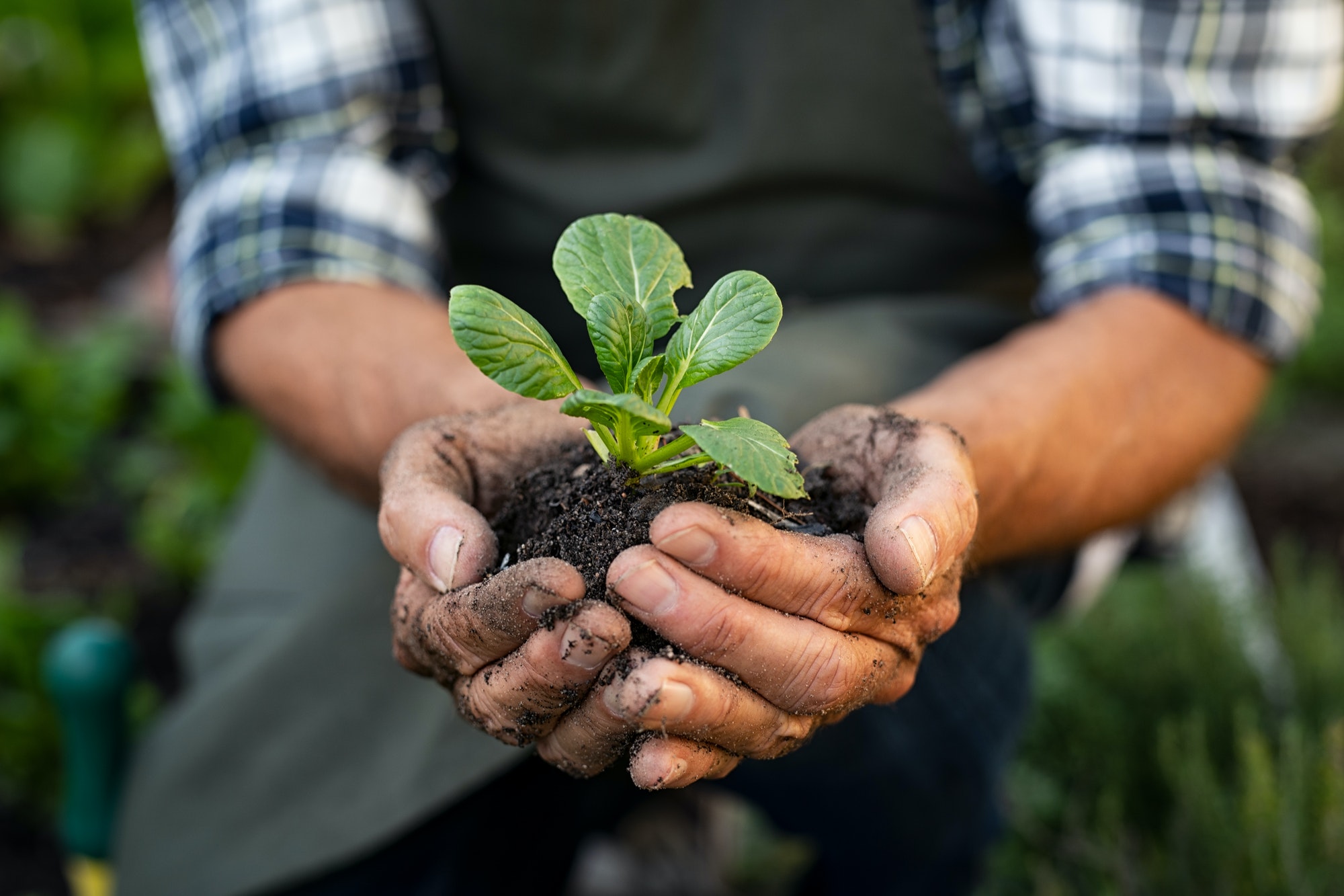 farmer hands planting sprout in soil