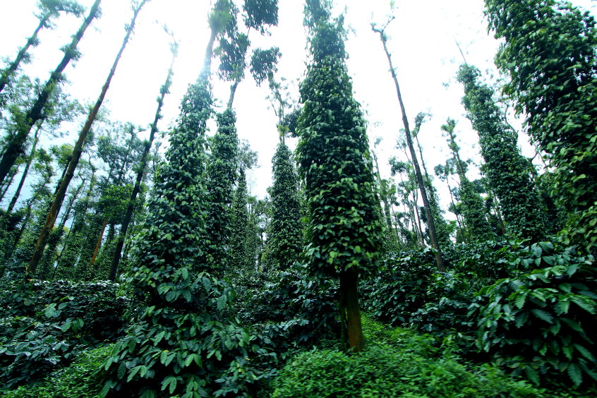 pepper plantation