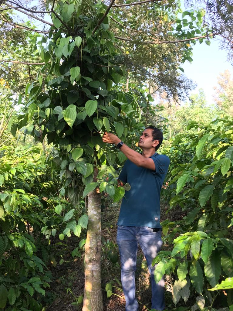 pepper plant