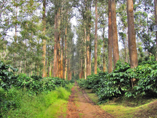 Coffee estates in sakelshpura