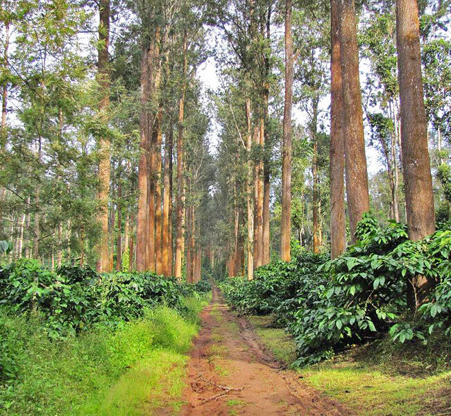 Coffee estates in sakelshpura