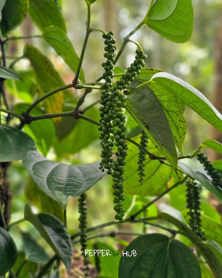 Beautiful corns from 7 year old black pepper plant…