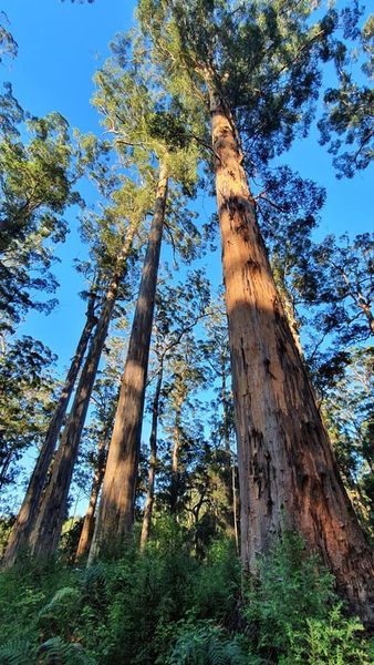 The The Four Aces are four karri trees of equal…