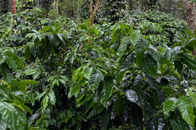 Coffee plants