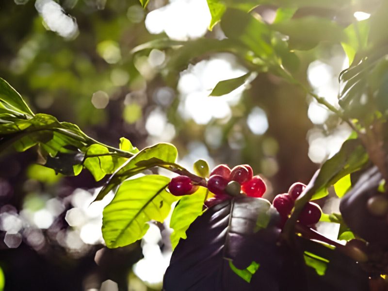 coffee plant