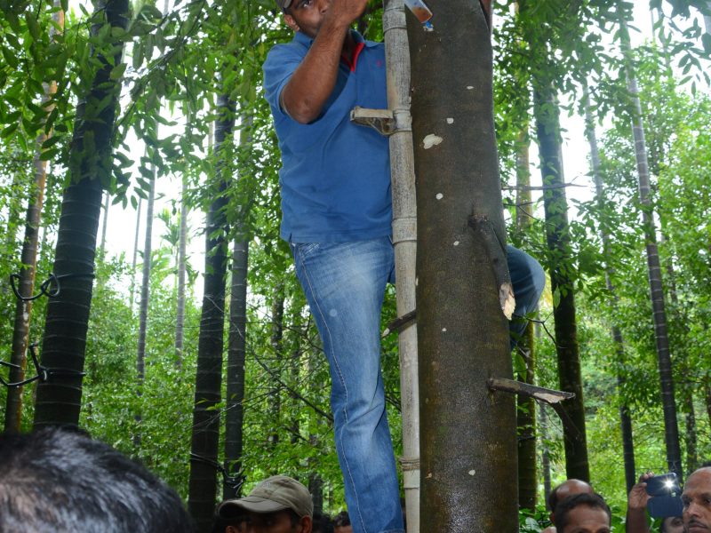 agarwood tree