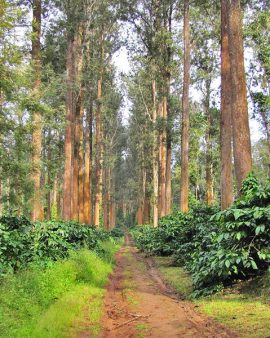 Coffee estates in sakelshpura