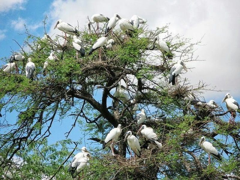 KeolaDev Bird Sanctuary Rajasthan