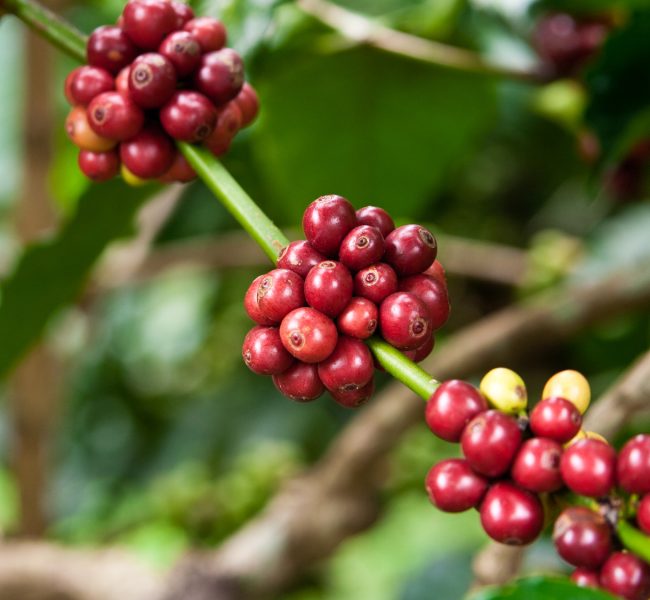 Kaffeepflanze mit Früchten, coffee plant mit fruits